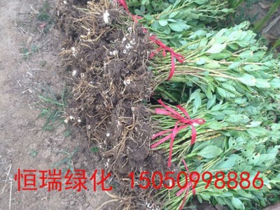 八宝景天 八宝景天基地直供八宝景天批发图4