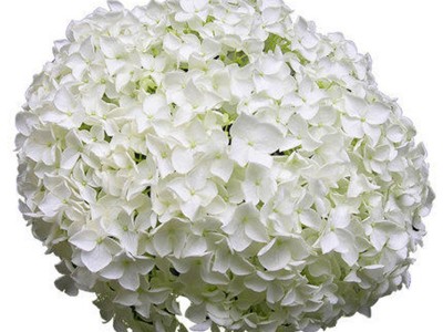 木本绣球树苗中华大花木琼花木八仙花绣球室外庭院地栽盆栽绣球花图5