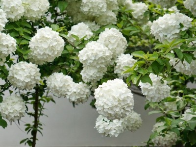 木本绣球树苗中华大花木琼花木八仙花绣球室外庭院地栽盆栽绣球花图2