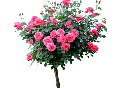 嫁接树桩月季花苗高杆树状月季树大花棒棒糖月季花老桩四季图2