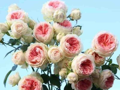 嫁接树桩月季花苗高杆树状月季树大花棒棒糖月季花老桩四季图5
