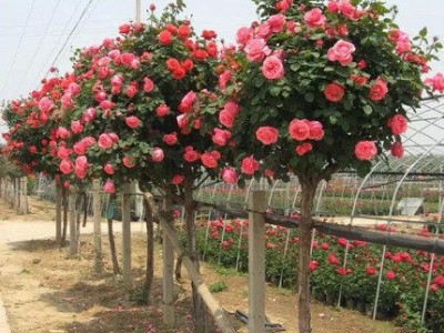 嫁接树桩月季花苗高杆树状月季树大花棒棒糖月季花老桩四季图4