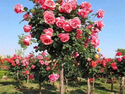 嫁接树桩月季花苗高杆树状月季树大花棒棒糖月季花老桩四季图3