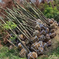 批发香樟 湖北香樟树苗2公分3公分5公分6公分8公分光杆香樟树价格