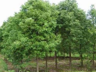 批发香樟 湖北香樟树苗2公分3公分5公分6公分8公分光杆香樟树价格图4