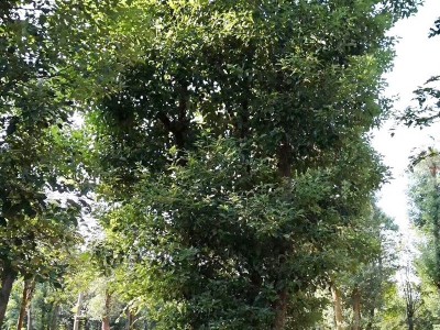 批发香樟 湖北香樟树苗2公分3公分5公分6公分8公分光杆香樟树价格图5