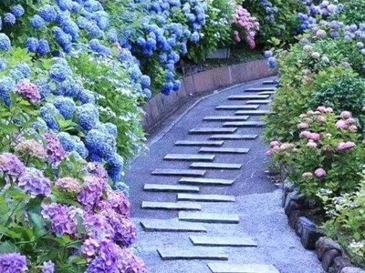 绣球花苗盆栽带花无尽夏八仙花绣球花大苗地栽老桩花卉植物室内花图3