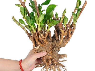 绣球花苗盆栽带花无尽夏八仙花绣球花大苗地栽老桩花卉植物室内花图2