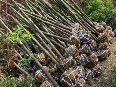 绣球花苗盆栽带花无尽夏八仙花绣球花大苗地栽老桩花卉植物室内花图5