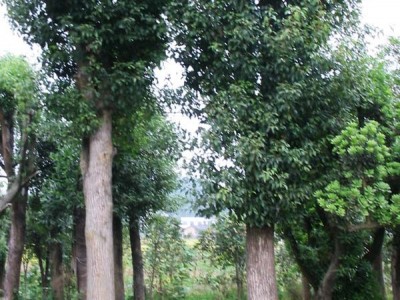 苗圃基地 大量供应 香樟树 亮毅苗圃专业种植香樟树 规格齐全图2