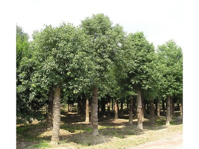 苗圃基地 大量供应 香樟树 亮毅苗圃专业种植香樟树 规格齐全图5