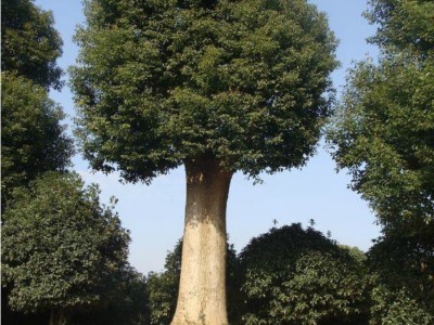 苗圃基地 大量供应 香樟树 亮毅苗圃专业种植香樟树 规格齐全图3