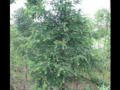 精品红豆杉出售 2.5m红豆杉 风景观赏红豆杉树 基地直销 可批发图4