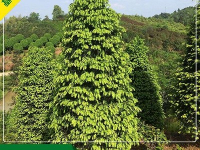 精品红豆杉出售 2.5m红豆杉 风景观赏红豆杉树 基地直销 可批发图2