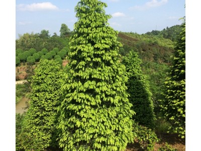 精品红豆杉出售 2.5m红豆杉 风景观赏红豆杉树 基地直销 可批发图5