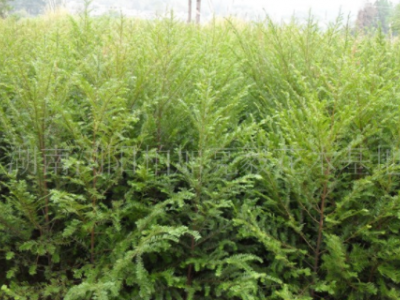 精品红豆杉出售 2.5m红豆杉 风景观赏红豆杉树 基地直销 可批发图3