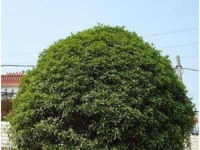 基地直销八月桂花树 优价供应各规格翠绿桂花树 量大价优图4