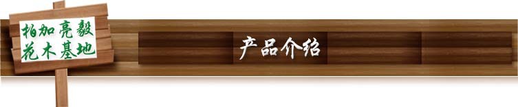 产品介绍