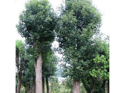 小叶香樟树 园林绿化苗木 湖南樟树批发 量大价优图2