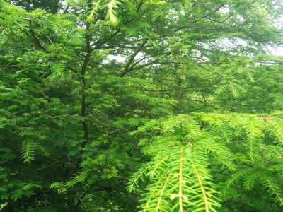 基地批发园林绿化工程苗木铁杉树苗 别墅庭院观赏景观树苗遮荫树图4