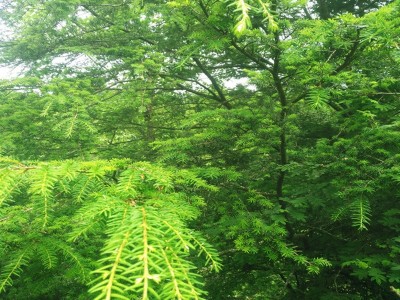 基地批发园林绿化工程苗木铁杉树苗 别墅庭院观赏景观树苗遮荫树图3