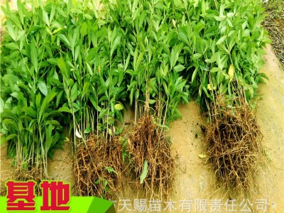 金丝楠木树苗四川厂家基地批发苗木南方木材树种耐寒金丝楠木小苗图2