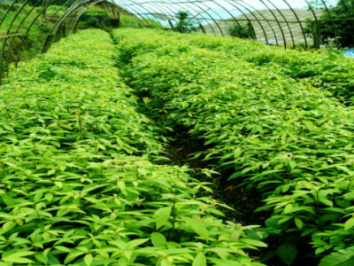金丝楠木树苗四川厂家基地批发苗木南方木材树种耐寒金丝楠木小苗图4
