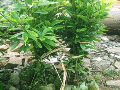 金丝楠木树苗四川厂家基地批发苗木南方木材树种耐寒金丝楠木小苗图5