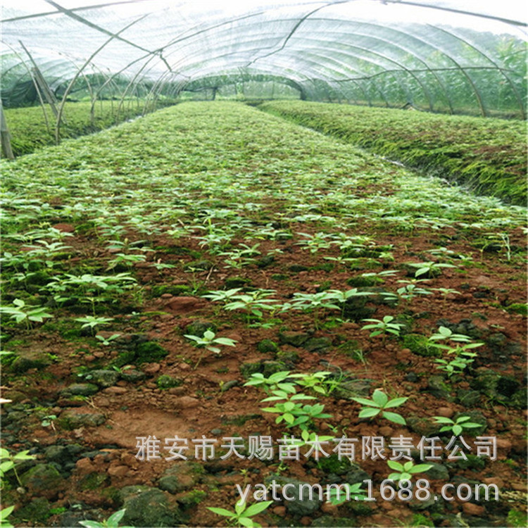 金丝楠芽苗
