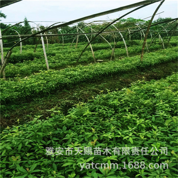 金丝楠芽苗