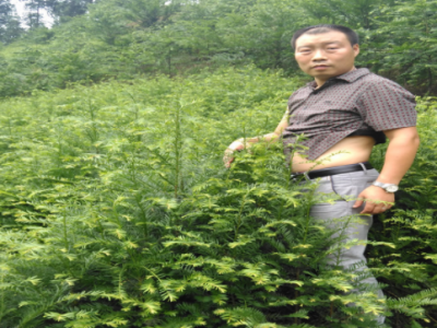 红豆杉树苗批发基地四川雅安园林景观绿化造林苗南方红豆杉小苗图3