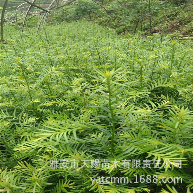 南方红豆杉2年地苗5623