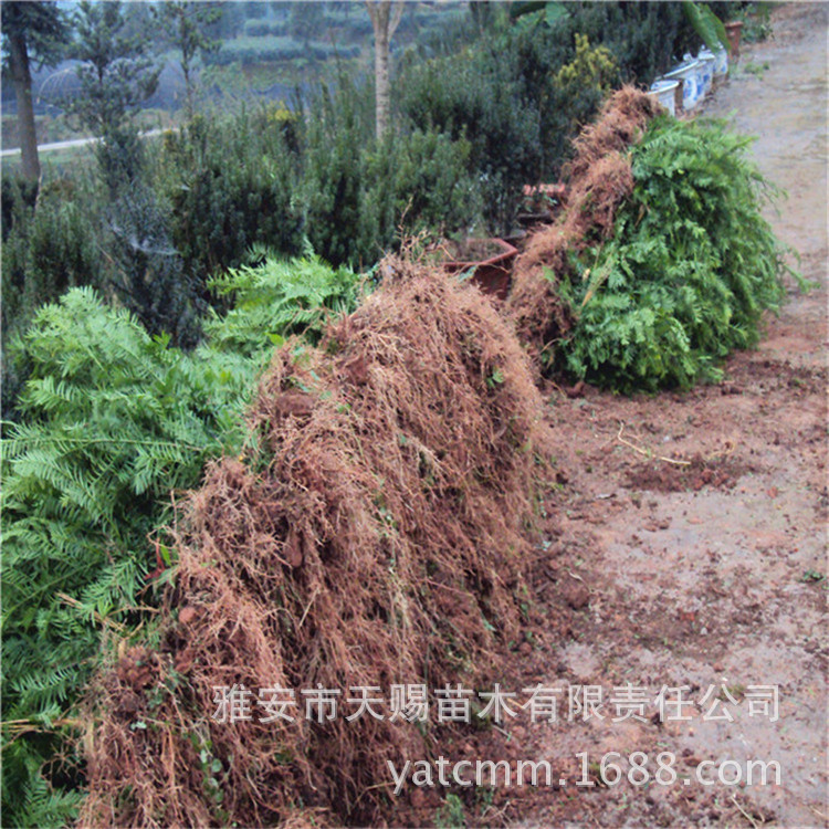 南方红豆杉2年苗 高40-60cm