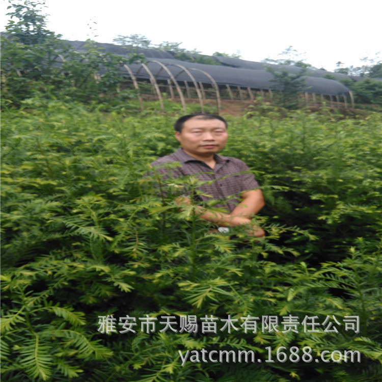 南方红豆杉4年地苗546312