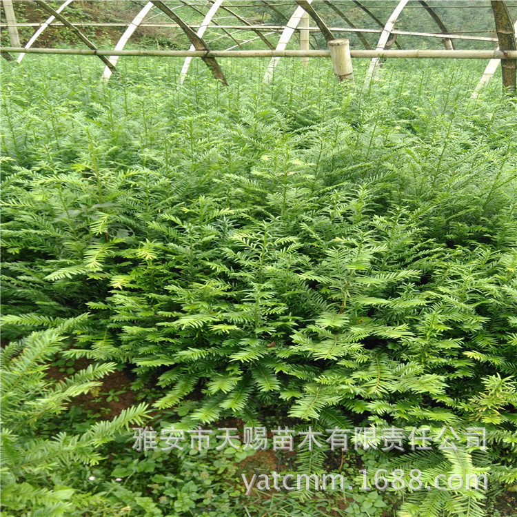 南方红豆杉地苗 高50-80cm