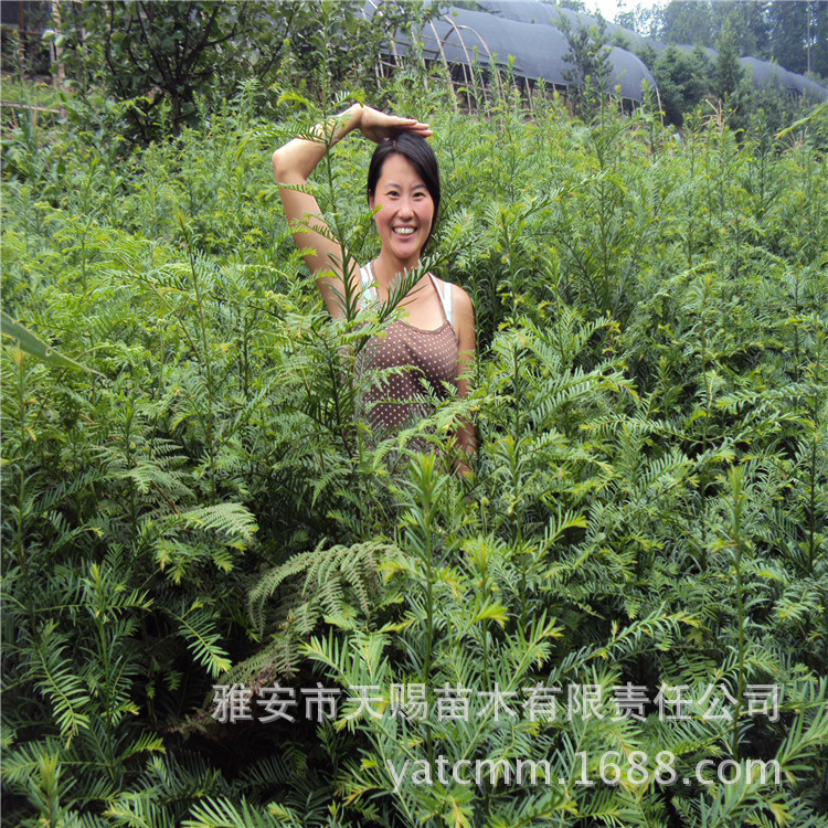 南方红豆杉4年地苗DSC03489