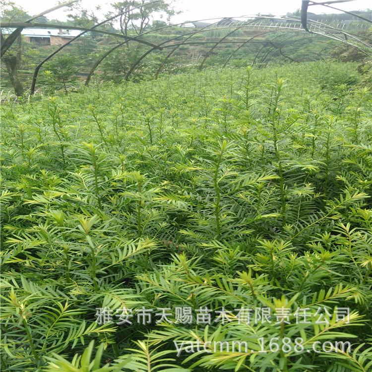 南方红豆杉3年地苗3623