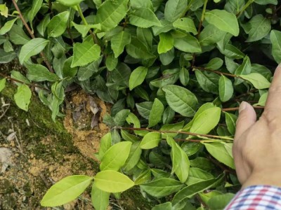 金牡丹茶苗福安茶苗基地直发 园林茶树苗绿化茶苗源头批发图2