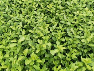 金牡丹茶苗福安茶苗基地直发 园林茶树苗绿化茶苗源头批发图3