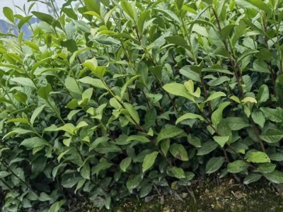 金牡丹茶苗福安茶苗基地直发 园林茶树苗绿化茶苗源头批发图4