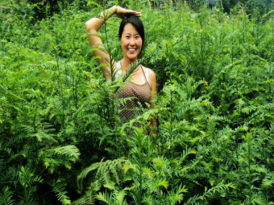 金牡丹茶苗福安茶苗基地直发 园林茶树苗绿化茶苗源头批发图5
