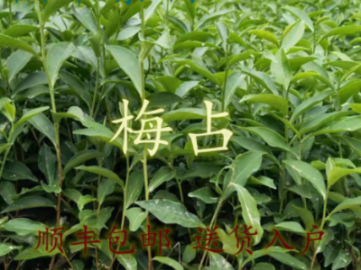 福安基地茶苗 茶树苗 梅占茶苗 园林茶苗厂家茶叶苗批发图1
