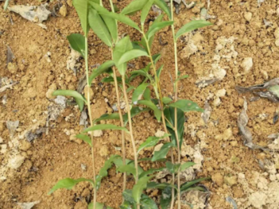 福安基地茶苗 茶树苗 梅占茶苗 园林茶苗厂家茶叶苗批发图2