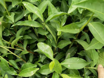 福安基地茶苗 茶树苗 梅占茶苗 园林茶苗厂家茶叶苗批发图3