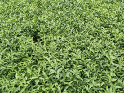 福安基地茶苗 茶树苗 梅占茶苗 园林茶苗厂家茶叶苗批发图4