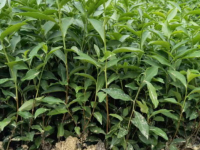 福安基地茶苗 茶树苗 梅占茶苗 园林茶苗厂家茶叶苗批发图5