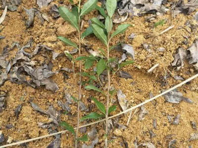 厂家直发龙井43茶苗批发 福安茶树苗茶叶苗园林绿化树苗厂家批发图2