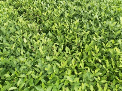 厂家直发龙井43茶苗批发 福安茶树苗茶叶苗园林绿化树苗厂家批发图3