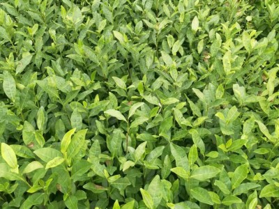 厂家直发龙井43茶苗批发 福安茶树苗茶叶苗园林绿化树苗厂家批发图5