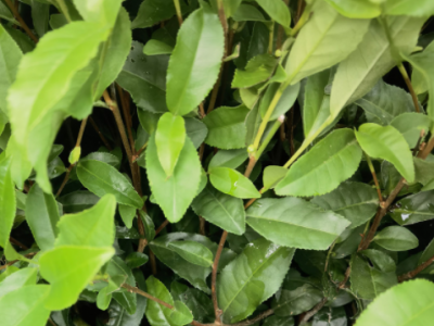 福安茶苗基地直发 福云六号茶苗 园林绿化树苗厂家批发图2